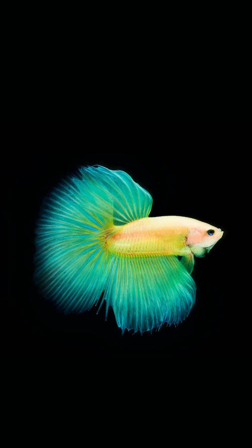 Gambar Blue And Yellow Fish Wallpaper