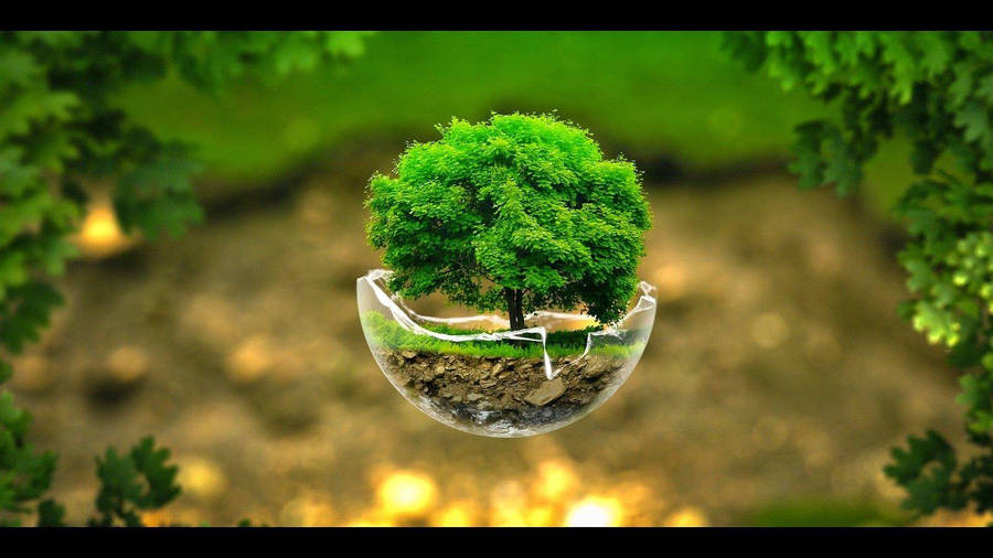 Gambar Tree In Broken Sphere Wallpaper