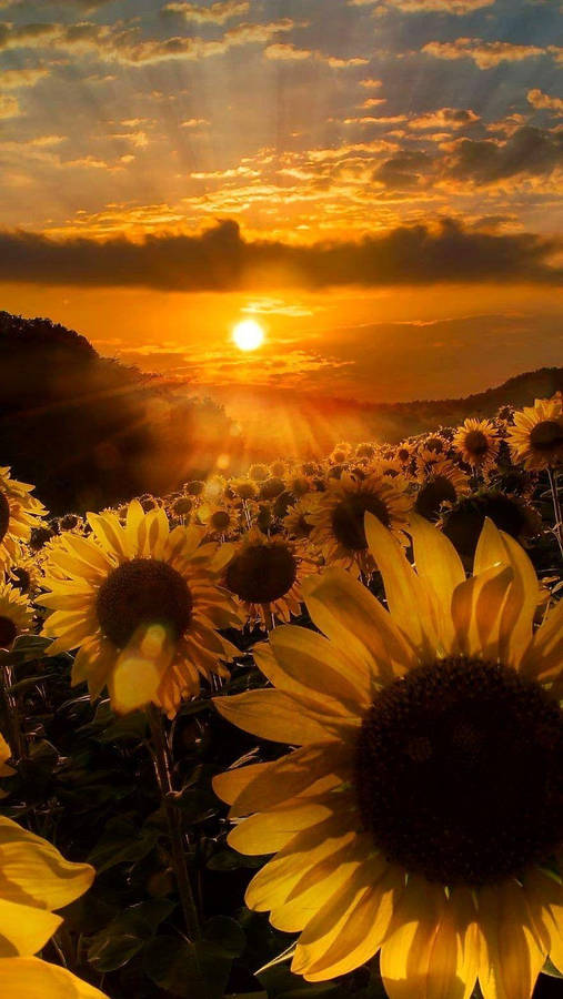 Gamber Sunflowers Under Sunset Wallpaper