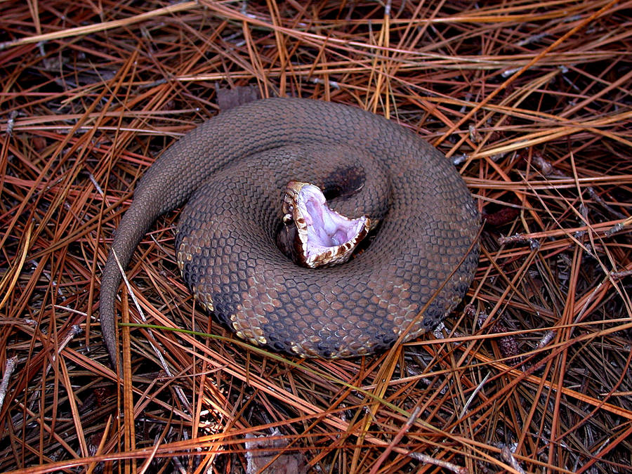 Gaping Mouth Of Cottonmouth Wallpaper