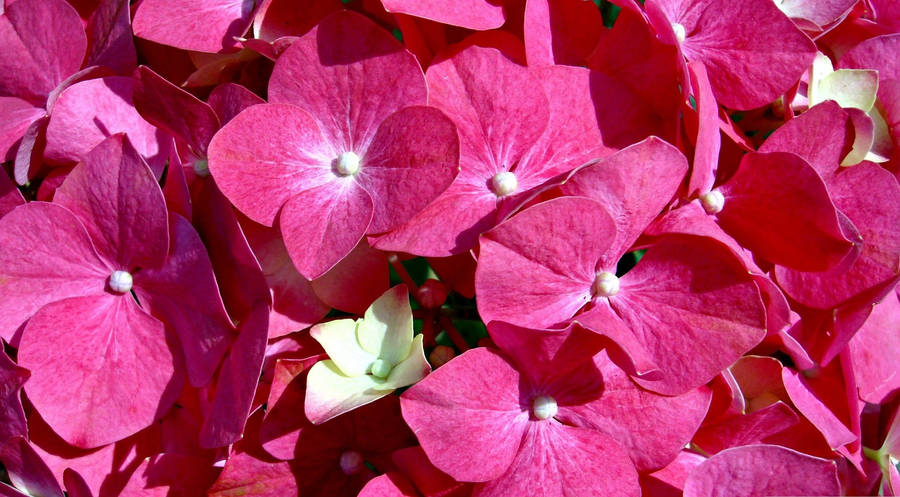 Garden-fresh Pink Flowers Wallpaper