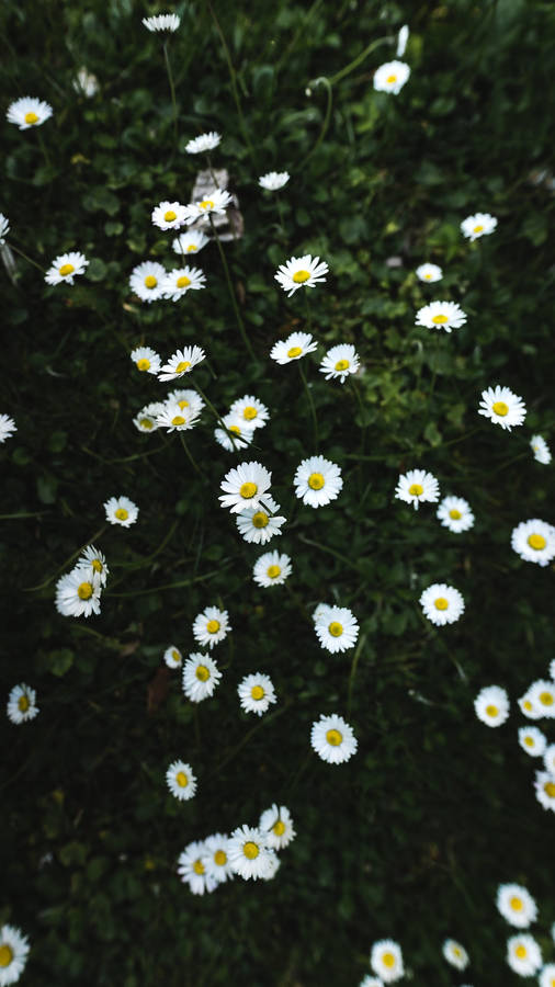 Garden Of White Flower Iphone Wallpaper