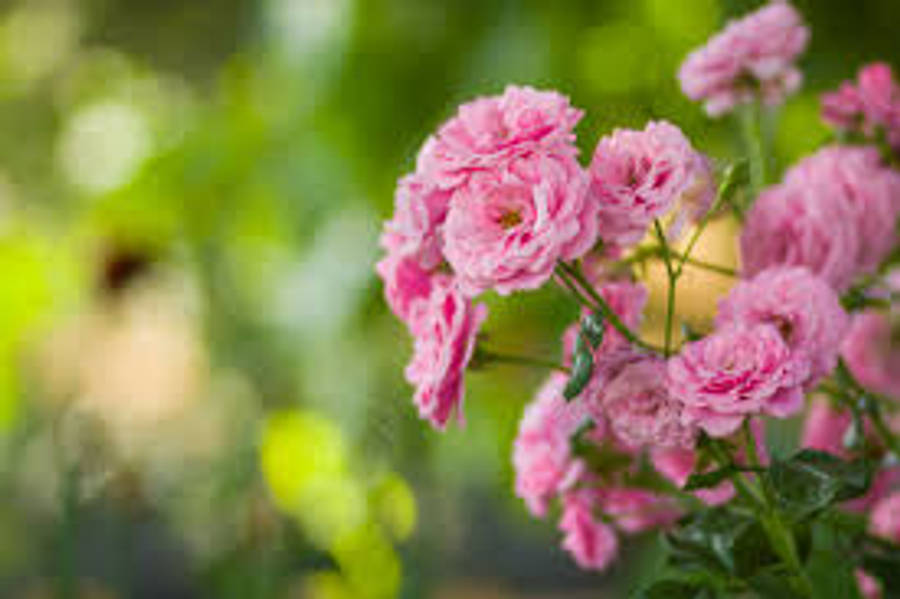 Garden Pink Rose With Blurred Background Wallpaper