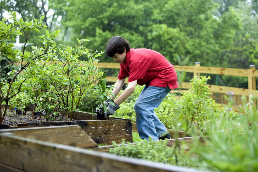 Gardening Boy Planting Trees Wallpaper