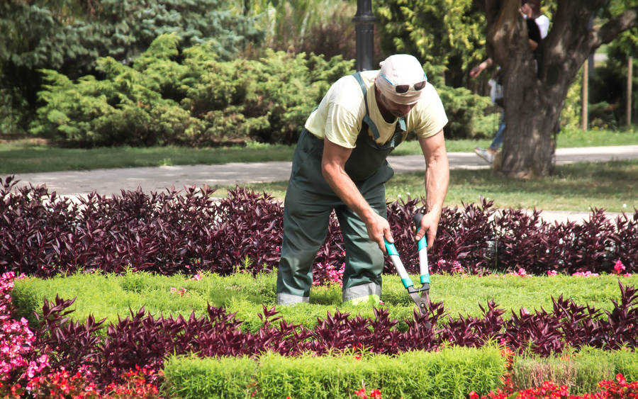 Gardening Man Pruning Plants Wallpaper