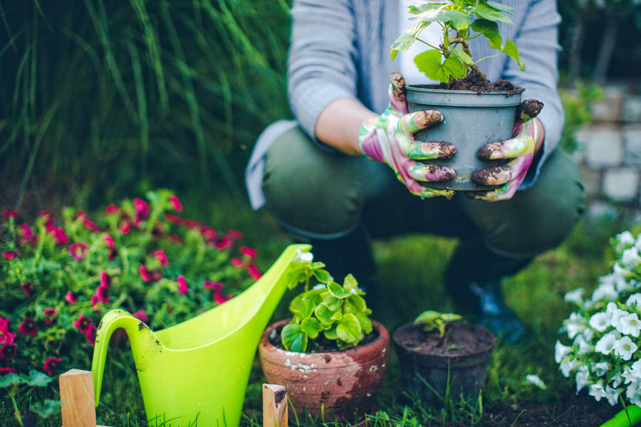 Gardening Man With Pot Wallpaper