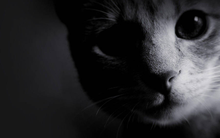 Gaze Of Black And White Cat Wallpaper