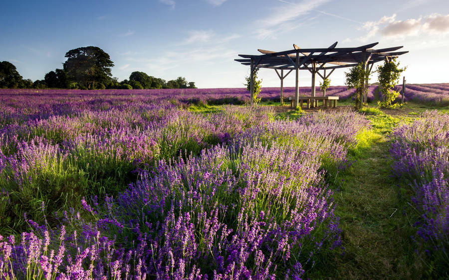 Gazebo In Field Of Lavender Desktop Wallpaper