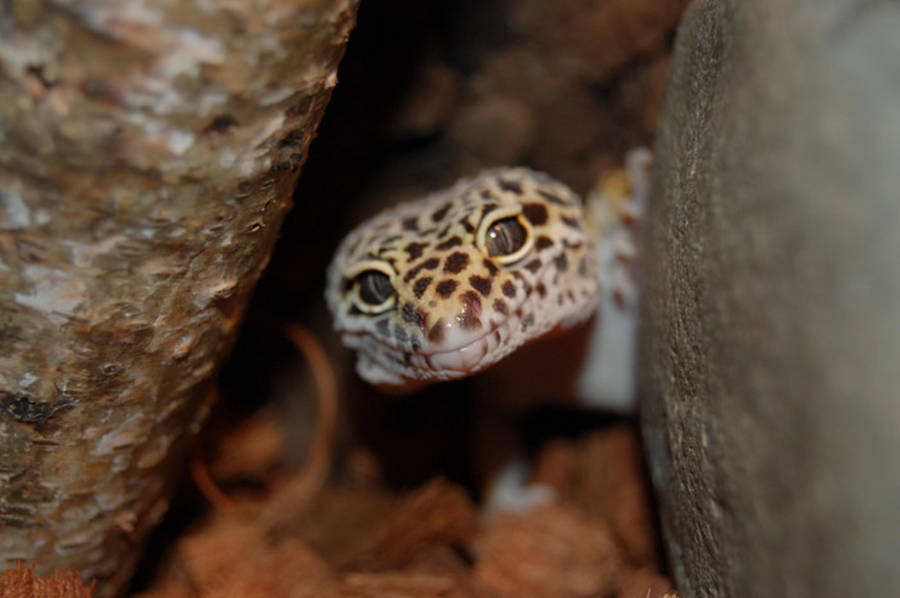 Gecko Hiding On Rock Wallpaper