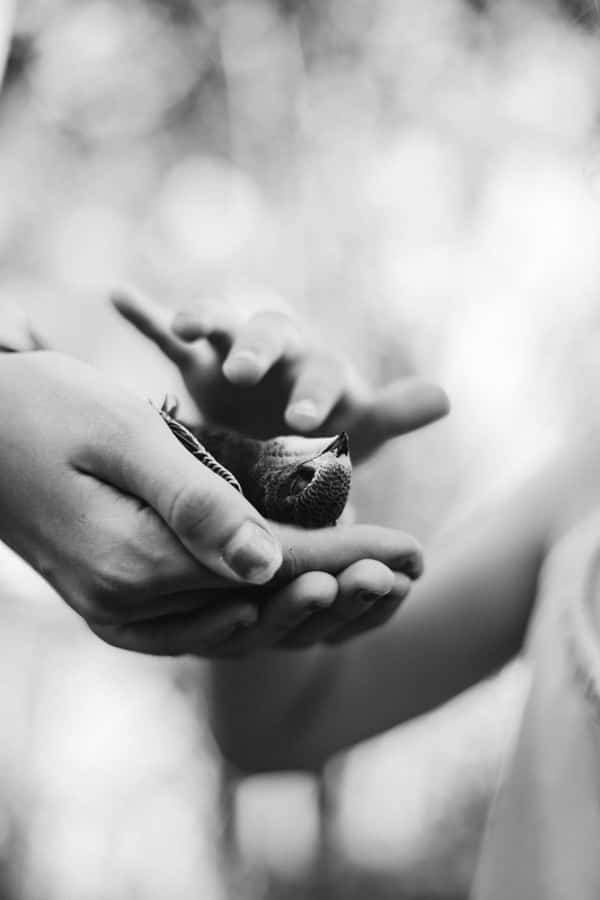 Gentle Hands Cradling Bird Wallpaper