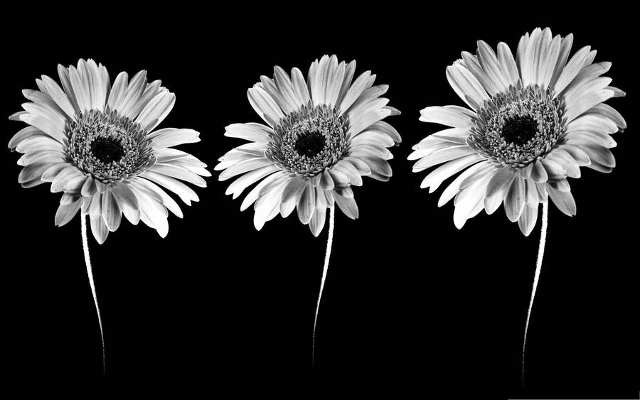 Gerbera Daisies Aesthetic Black And White Laptop Wallpaper