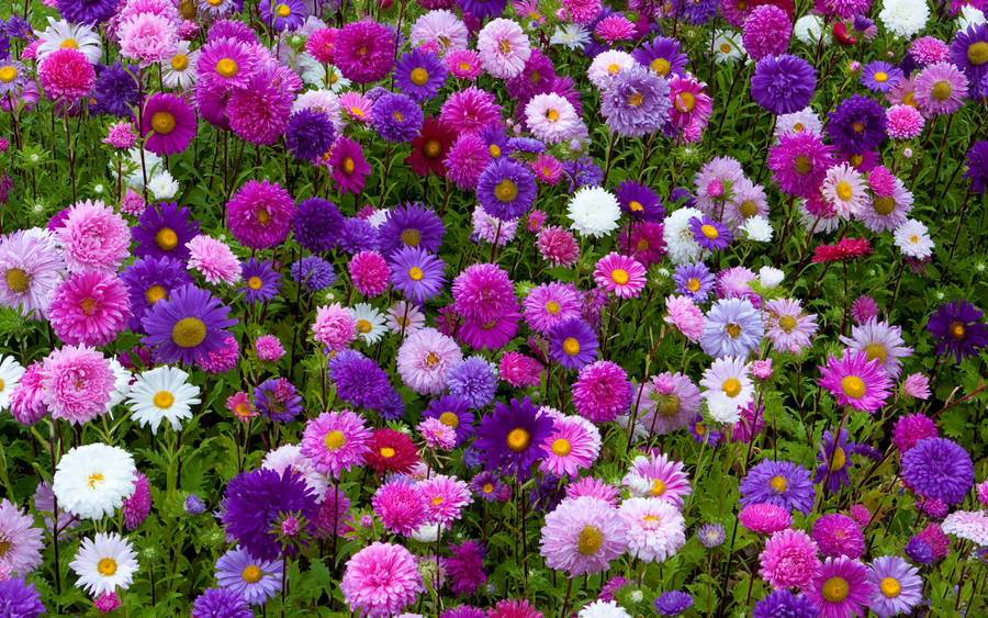 Gerbera Daisy Garden Wallpaper