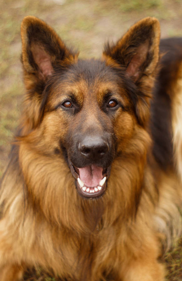 German Shepherd Dog Beautiful Brown Fur Wallpaper