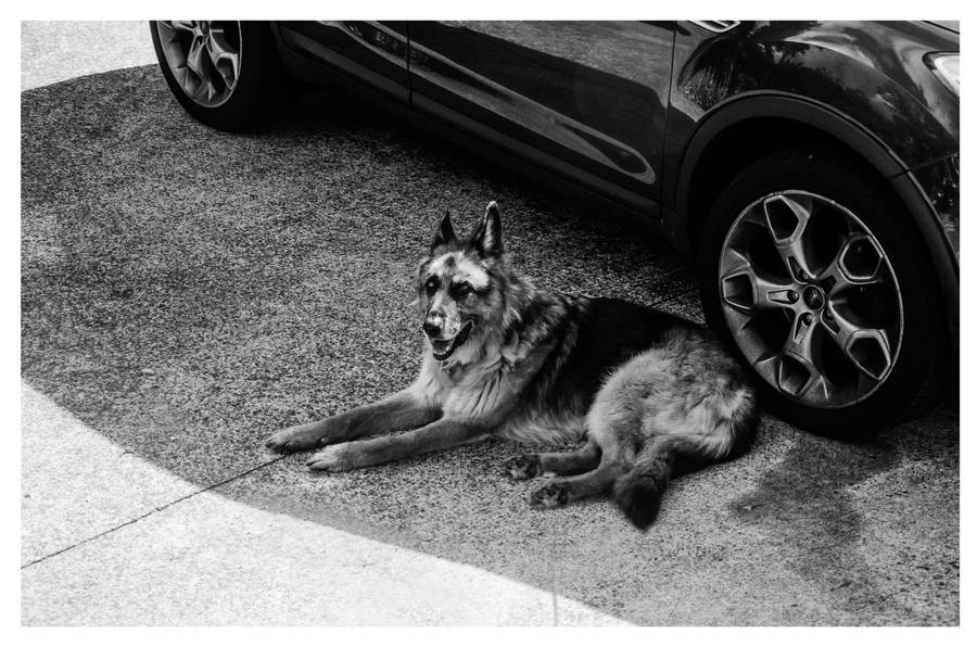 German Shepherd Dog Black And White Wallpaper