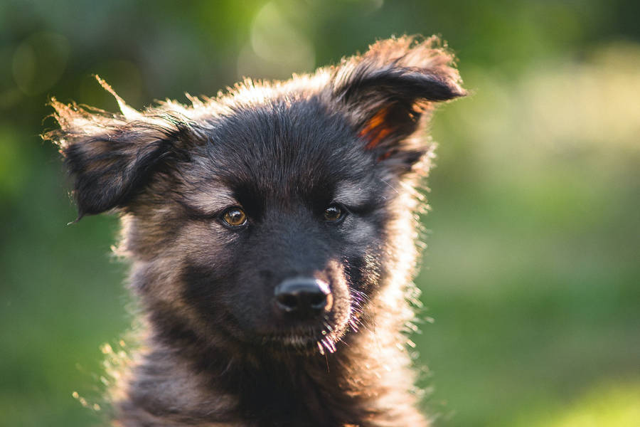 German Shepherd Dog Close-up Cute Wallpaper