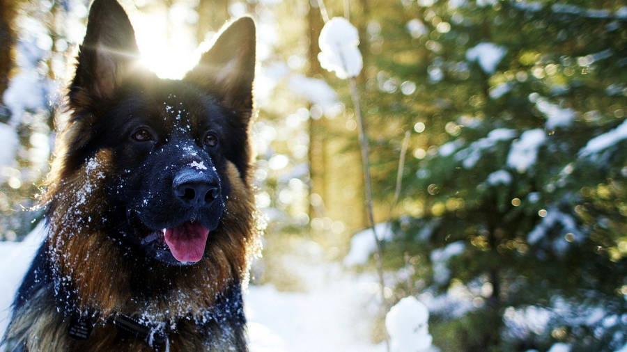 German Shepherd In Snow Wallpaper