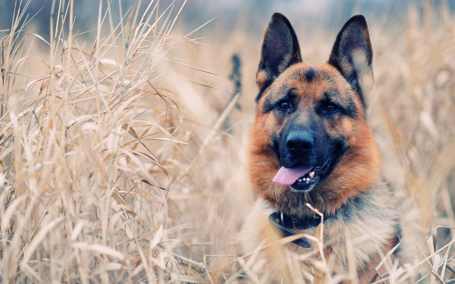 German Shepherdin Autumn Grass Wallpaper