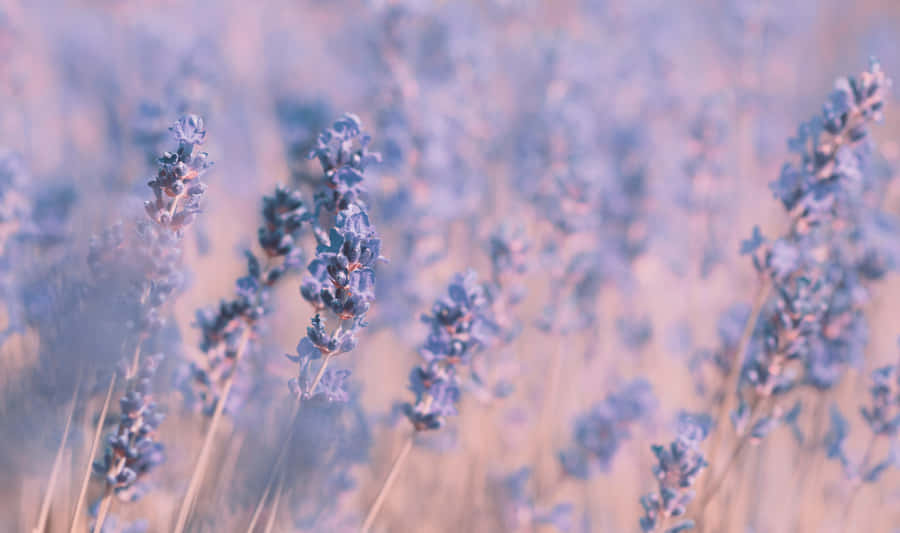 Get Creative With The Sleek Lavender Aesthetic Laptop Wallpaper