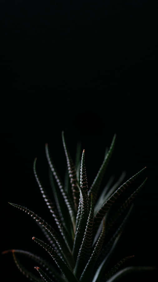 Get Inspired With These Succulent Iphone Wallpapers Wallpaper