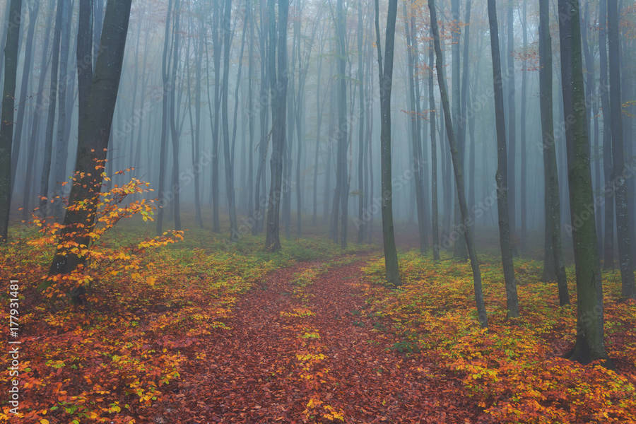 Get Lost In The Serene Beauty Of A Mystical Forest. Wallpaper