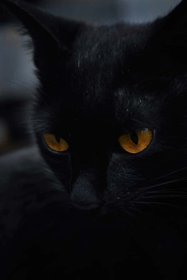 Get Ready For A Spooky Adventure With This Scary Cartoon Cat! Wallpaper