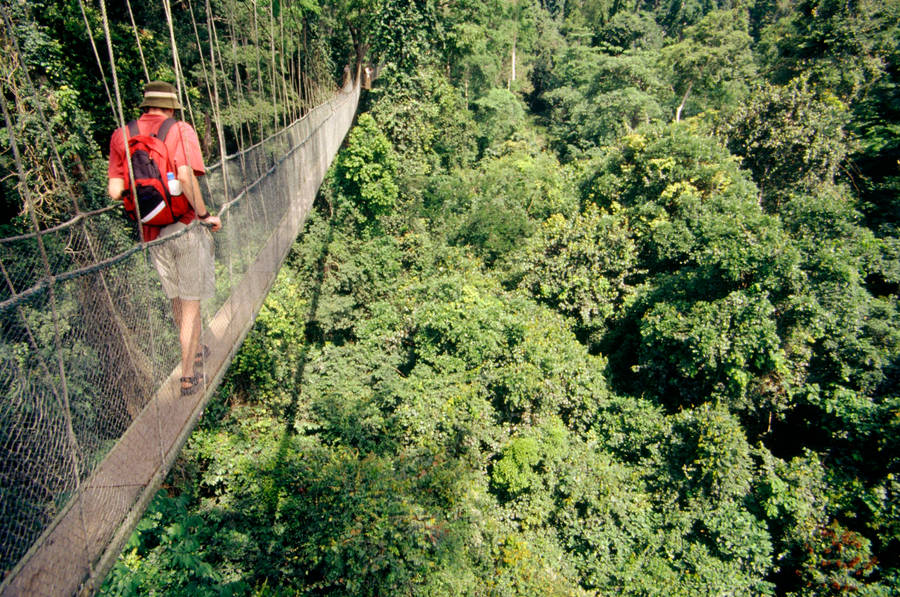 Ghana Tropical Rainforest Wallpaper