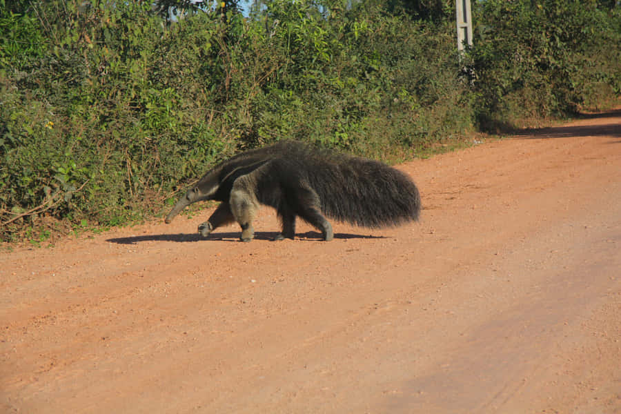 Giant Anteater Crossing Dirt Road Wallpaper