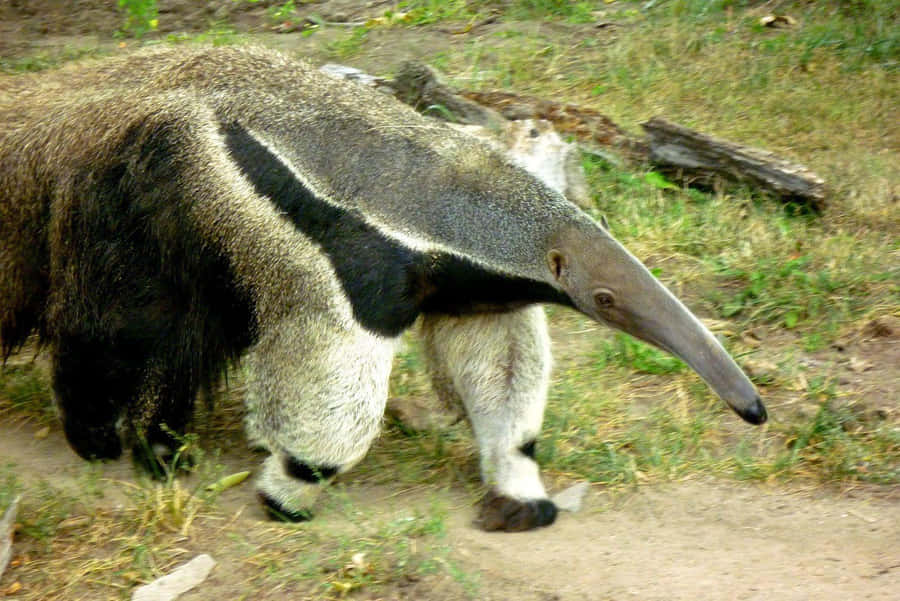 Giant Anteater Walking Outdoors.jpg Wallpaper