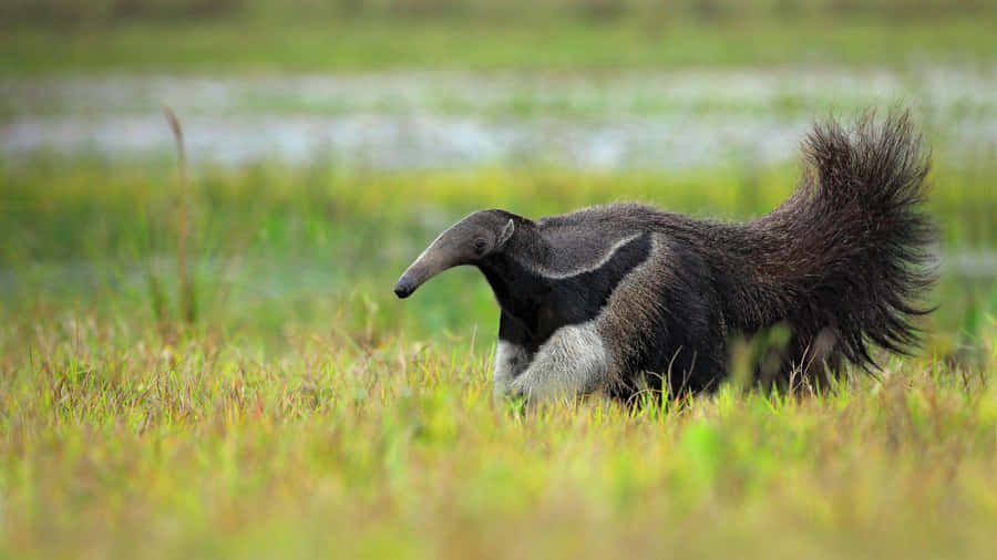 Giant Anteaterin Grassland.jpg Wallpaper