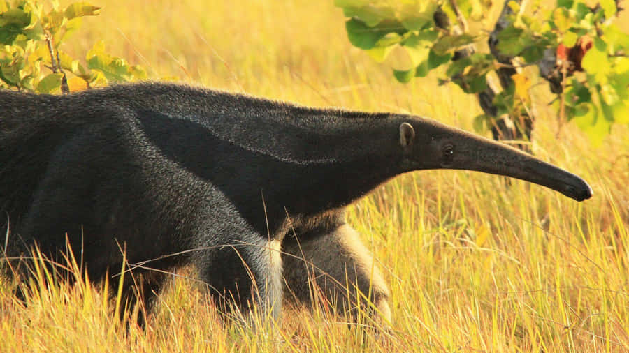 Giant Anteaterin Grassland.jpg Wallpaper