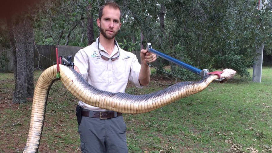 Giant Cottonmouth Restrained Wallpaper