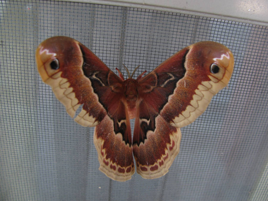 Giant Red Brown Promethea Silkmoth Wallpaper