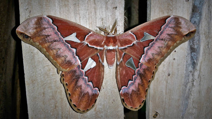 Giant Rothschildia Orizaba Silkmoth America Wallpaper