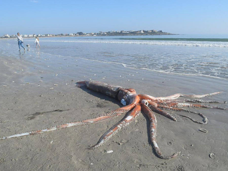 Giant Squid Lying In The Sand Wallpaper