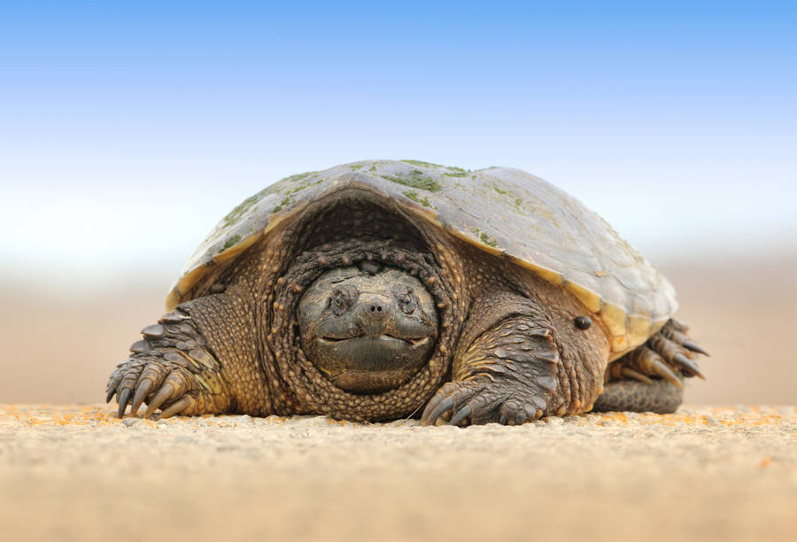 Giant Tortoise In The Desert Wallpaper