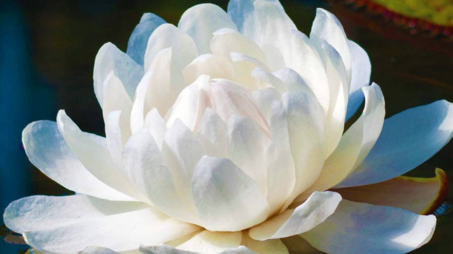 Giant Victoria Water Lily Wallpaper