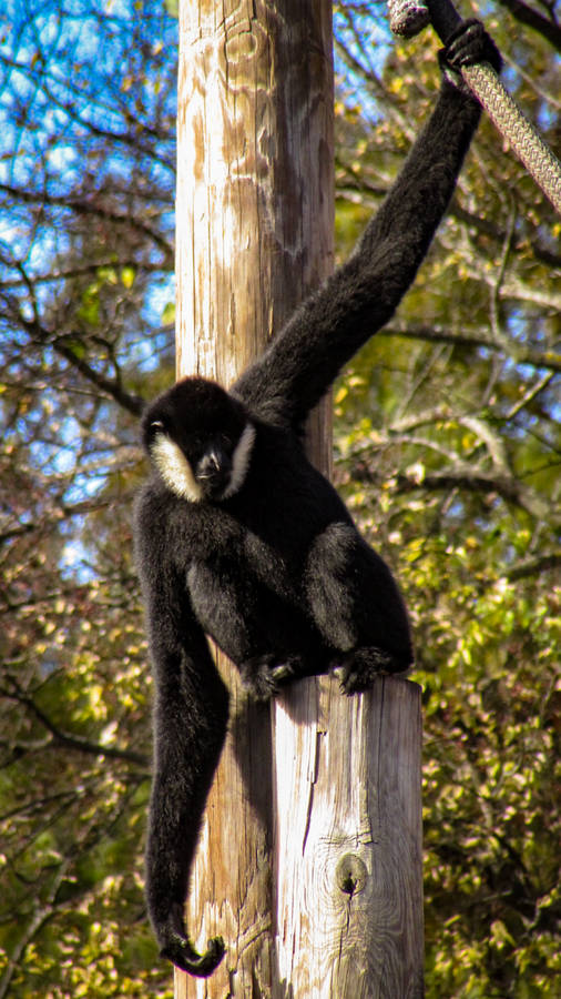 Gibbon During Daytime Wallpaper