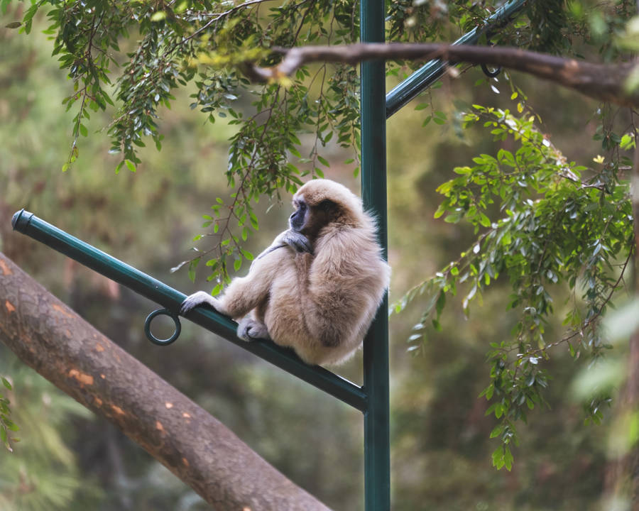 Gibbon On Lamp Post Wallpaper