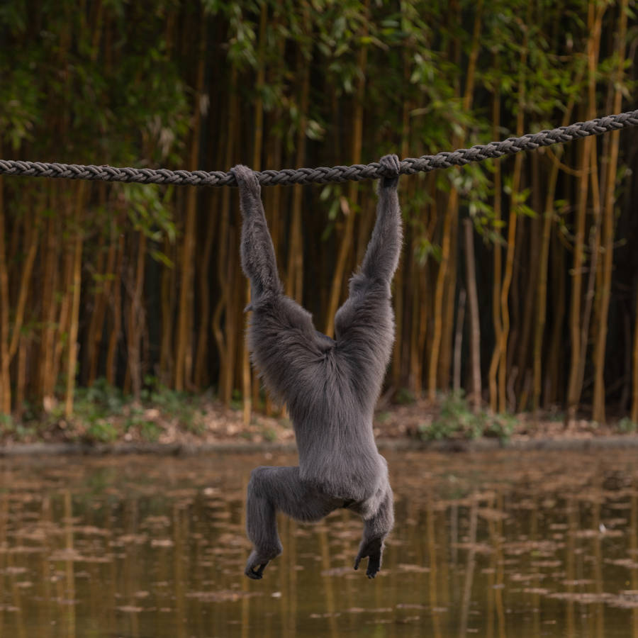 Gibbon Over Water Wallpaper