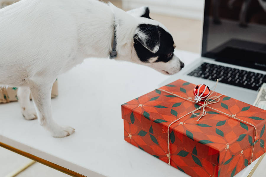 Gift Box On Table Funny Christmas Wallpaper