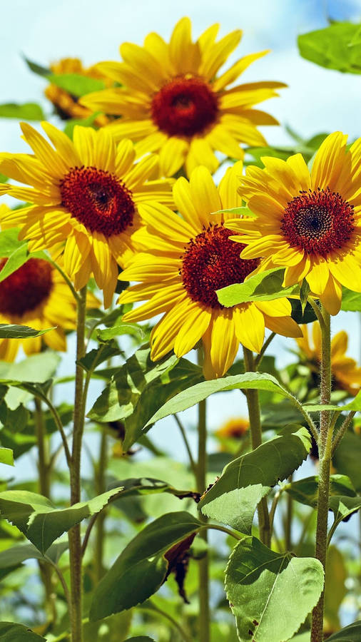 Giganteus Sunflower Iphone Wallpaper