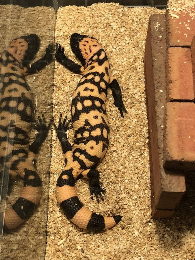 Gila Monster Beside Glass Wallpaper