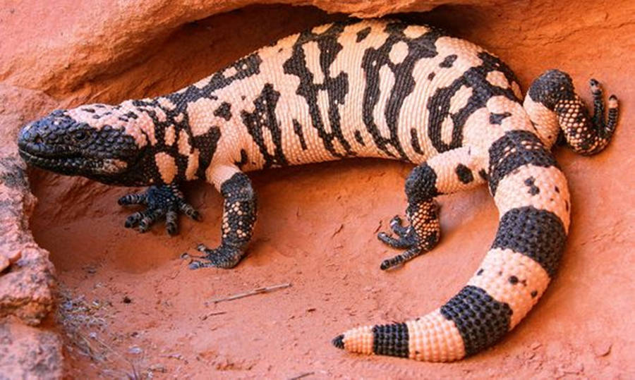 Gila Monster Black And White Pattern On Rock Wallpaper