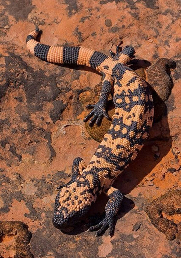 Gila Monster Black And Yellow Crawling On Dirt Wallpaper