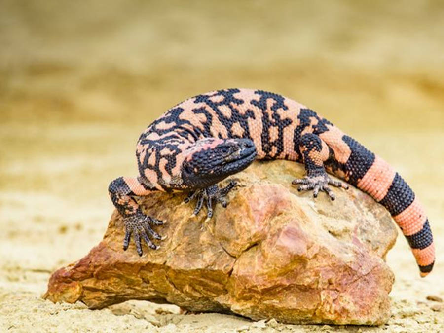 Gila Monster Crawling On Top Of Rock Wallpaper