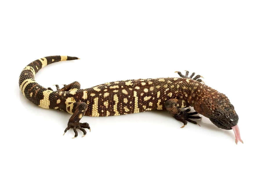 Gila Monster Lizard White Background Wallpaper