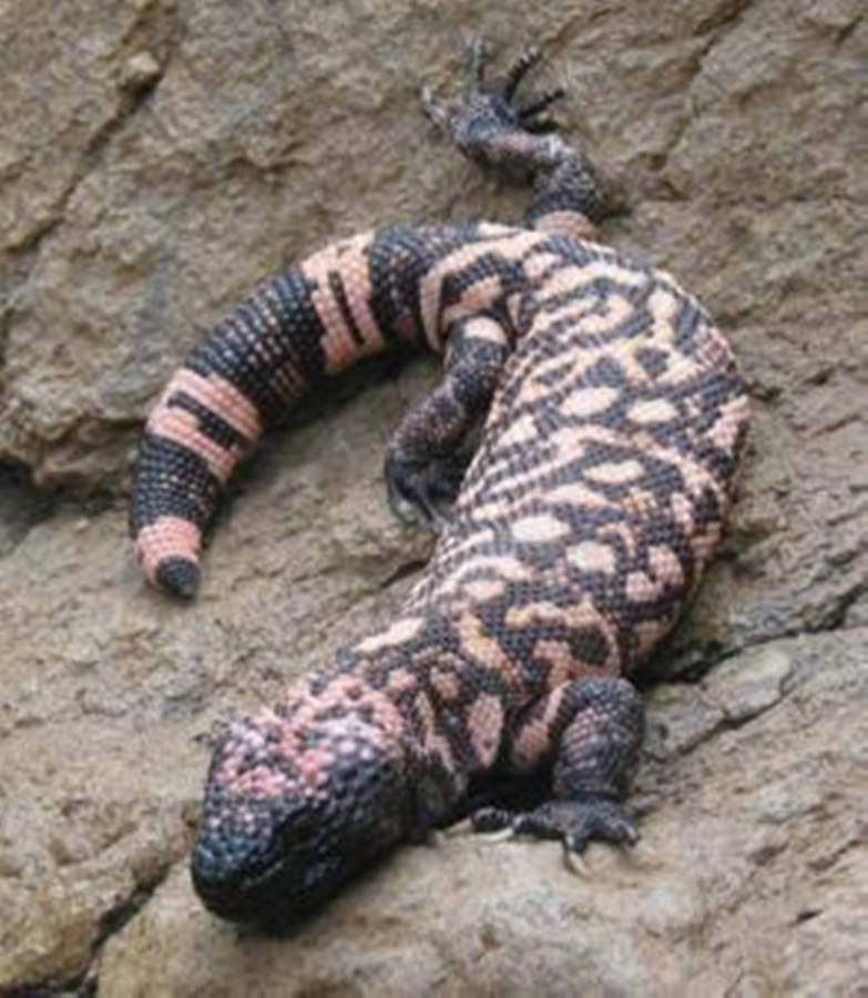 Gila Monster On Big Gray Rock Wallpaper