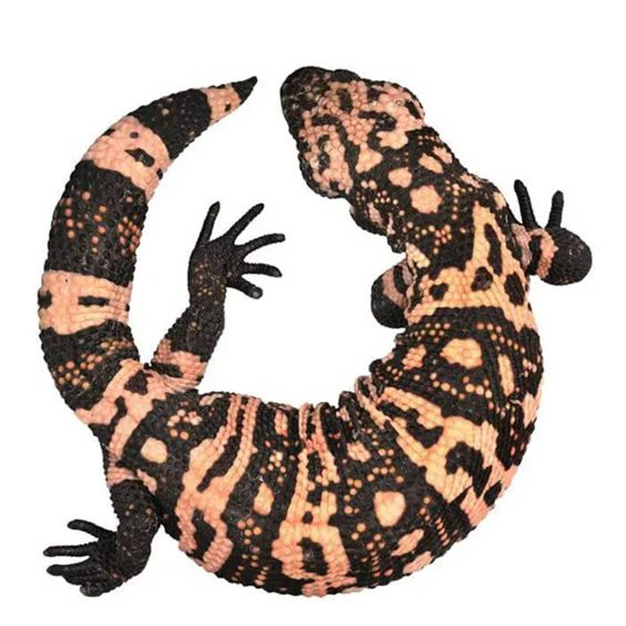 Gila Monster Plain White Wallpaper