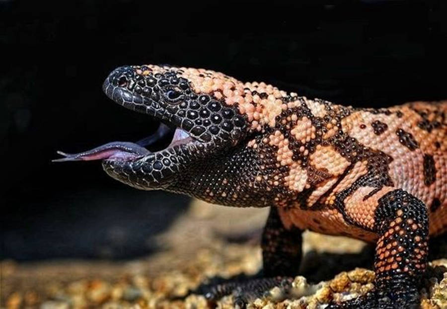 Gila Monster Roaring With Tongue Out Wallpaper