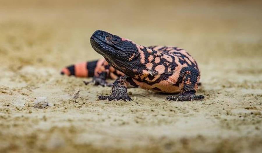 Gila Monster With Black Head On Ground Wallpaper